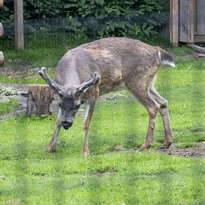 Sitka Blacktail buck