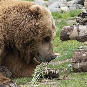 Brown Bear eating Dandelions
