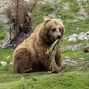 Brown Bear