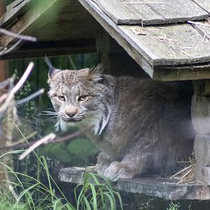 Canada Lynx