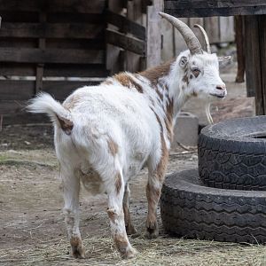 Domestic Goat