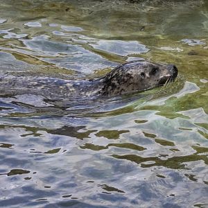 Harbor Seal