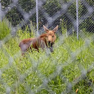 Moose calf