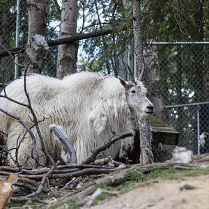 Mountain Goat