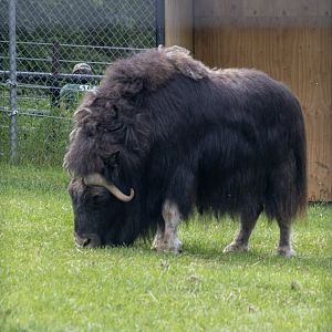 Musk Ox