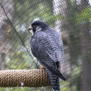 Peregrine Falcon