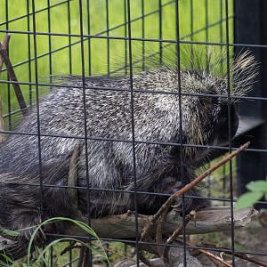 North American Porcupine
