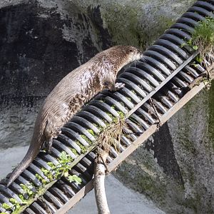 River Otter