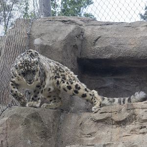 Snow Leopard