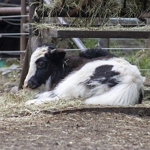 Domestic Yak calf