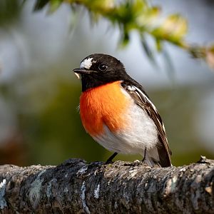Scarlet Robin