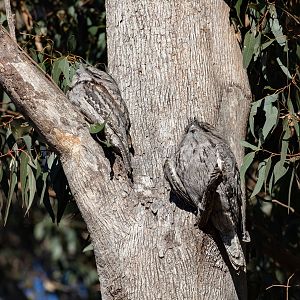 Tawny Frogmouths