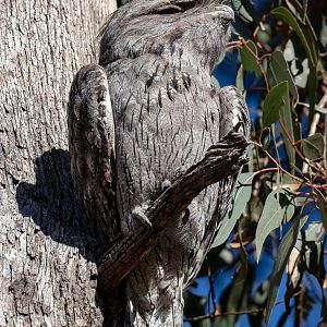 Tawny Frogmouth