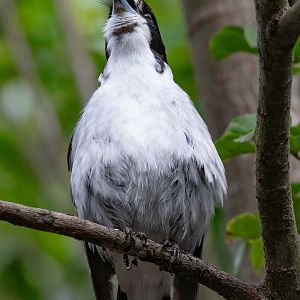 Grey Butcherbird
