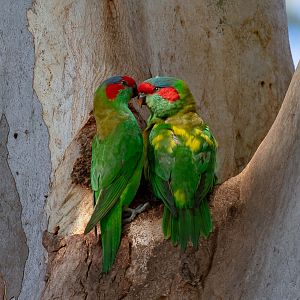 Musk Lorikeet
