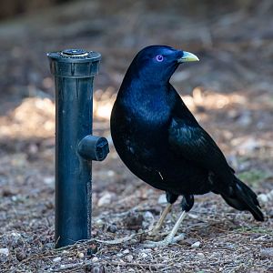Satin Bowerbird