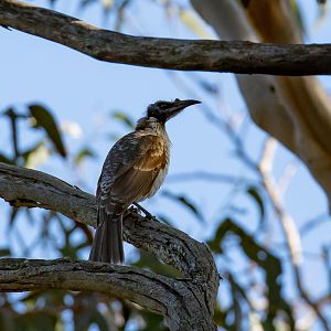 Noisy Friarbird