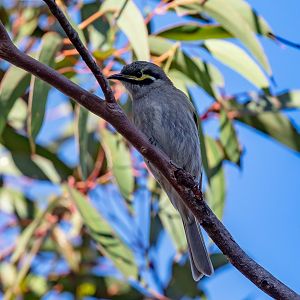 Yellow-faced Honeyeater