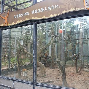 Cage for Patas Monkeys (Erythrocebus patas)
