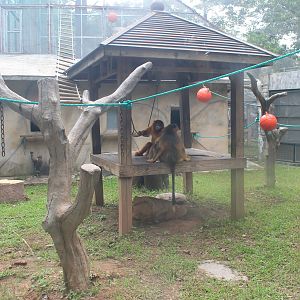 Cage for Golden Snubnose Monkeys (Rhinopithecus roxellana)