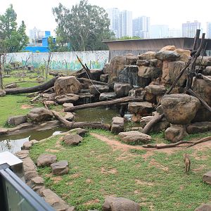 Open enclosure for Northern Pig-tailed Macaques (Macaca leonina)