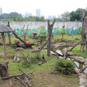 Open enclosure for Red-tailed Monkeys (Cercopithecus ascanius)