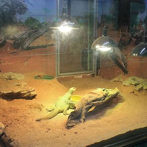 Egyptian Spiny-tailed Lizard (Uromastyx aegytiaca microlepis)