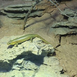 Chinese Skink (Plestiodon chinensis)