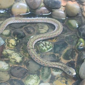 Yellow-spotted Keelback (Xenochrophis flavipunctata)