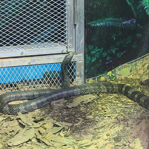 Korean Rat Snake (Elaphe anomala)