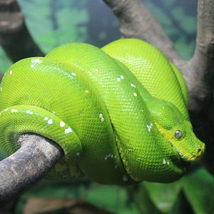 Green Tree Python (Morelia viridis)