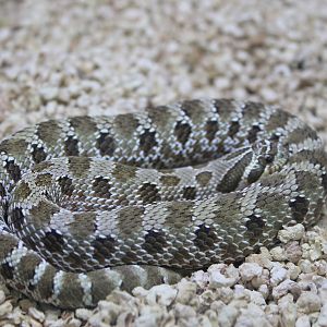Western Hog-nosed Snake (Heterodon nasicus)