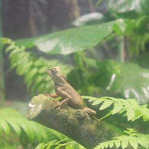 Brown Horn-headed Lizard (Acanthosaura lepidogaster)