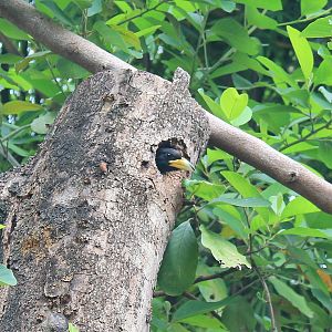 Great Barbet (Psilopogon virens) at nest-hole