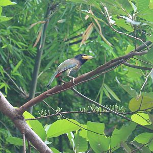 Great Barbet (Psilopogon virens)