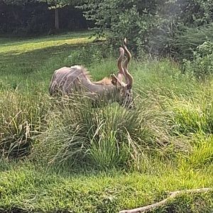 Lesser kudu hobbs
