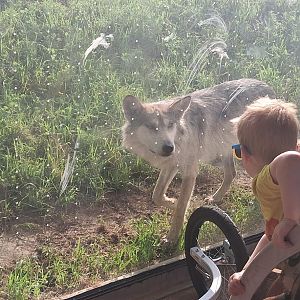 Mexican wolf shows interest in child