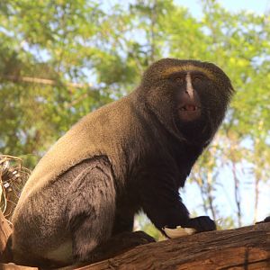 Hamlyn's Monkey (Cercopithecus hamlyni)