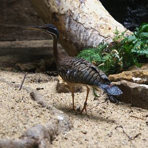 Sunbittern (Eurypyga helias)