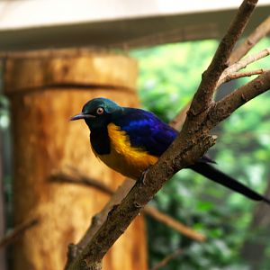 Golden-breasted Starling (Lamprotornis regius)