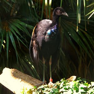 Grey-Winged Trumpeter (Psophia crepitans)