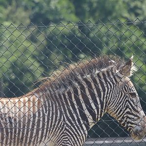 Grevy's Zebra
