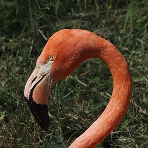 American Flamingo