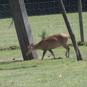 Indian Hog Deer