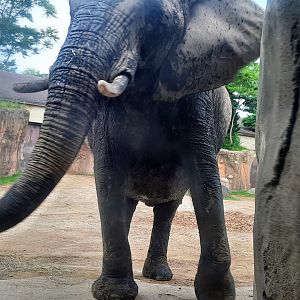 Elephant Through the Viewing Window