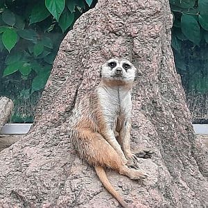 Meerkat