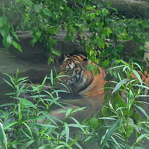 Tiger Taking a Swim