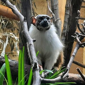 Pied Tamarin