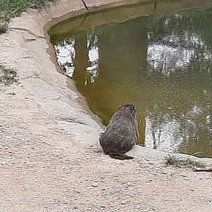 (Wild) Groundhog in the Rhino Exhibit