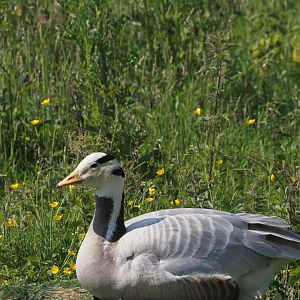 Bar-Headed Goose 1